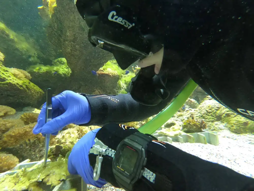 practicas-grandes-acuarios-muestras técnico de fauna marina en grandes acuarios