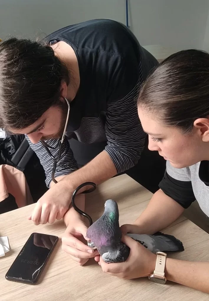 atv-practica-manejo Prácticas de manejor, asistente técnico veterinario