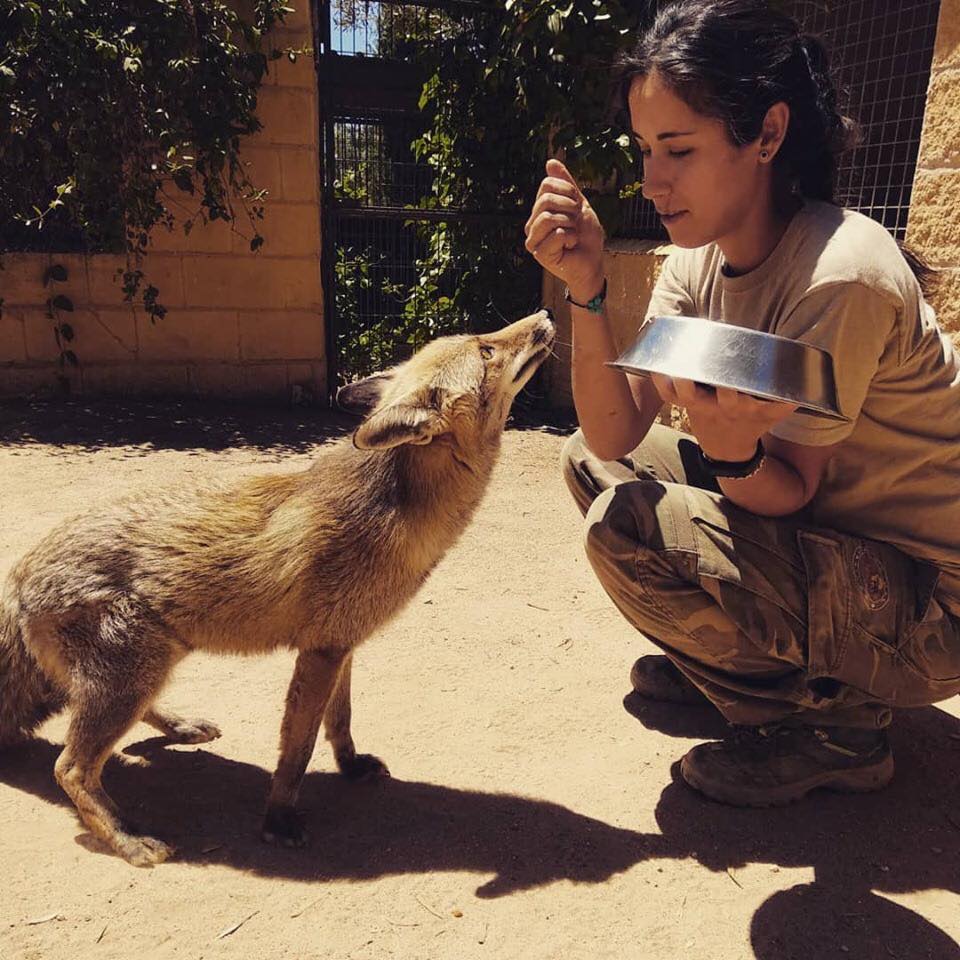 Faunara Curso entrenamiento bienestar animales zorro faunara trabajadora dando de comer a un zorro