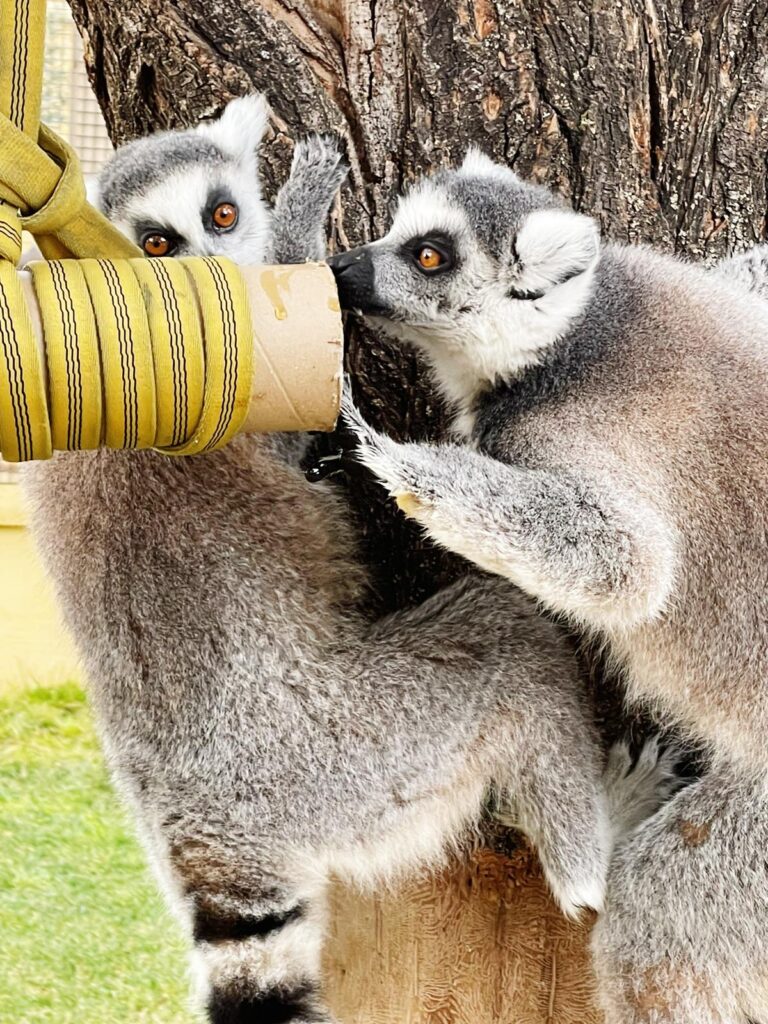 faunara curso de entrenamiento lemur curso tecnico especialista entrenamiento avanzado