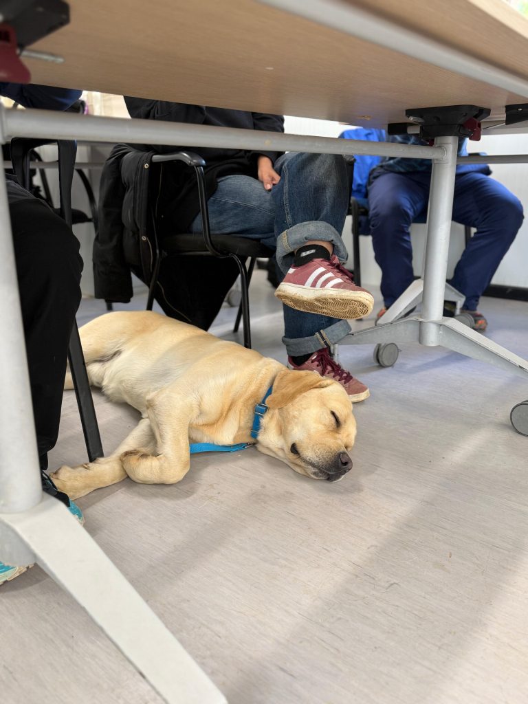 instrucción de perros de asistencia (2)