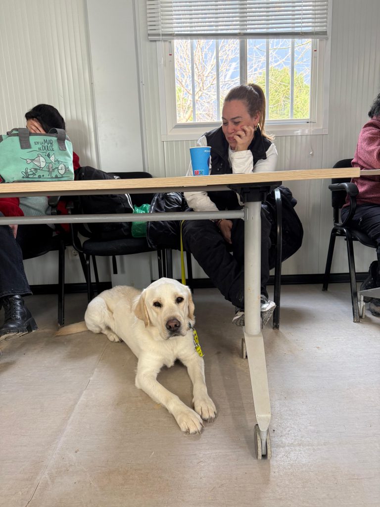 instrucción de perros de asistencia (4)