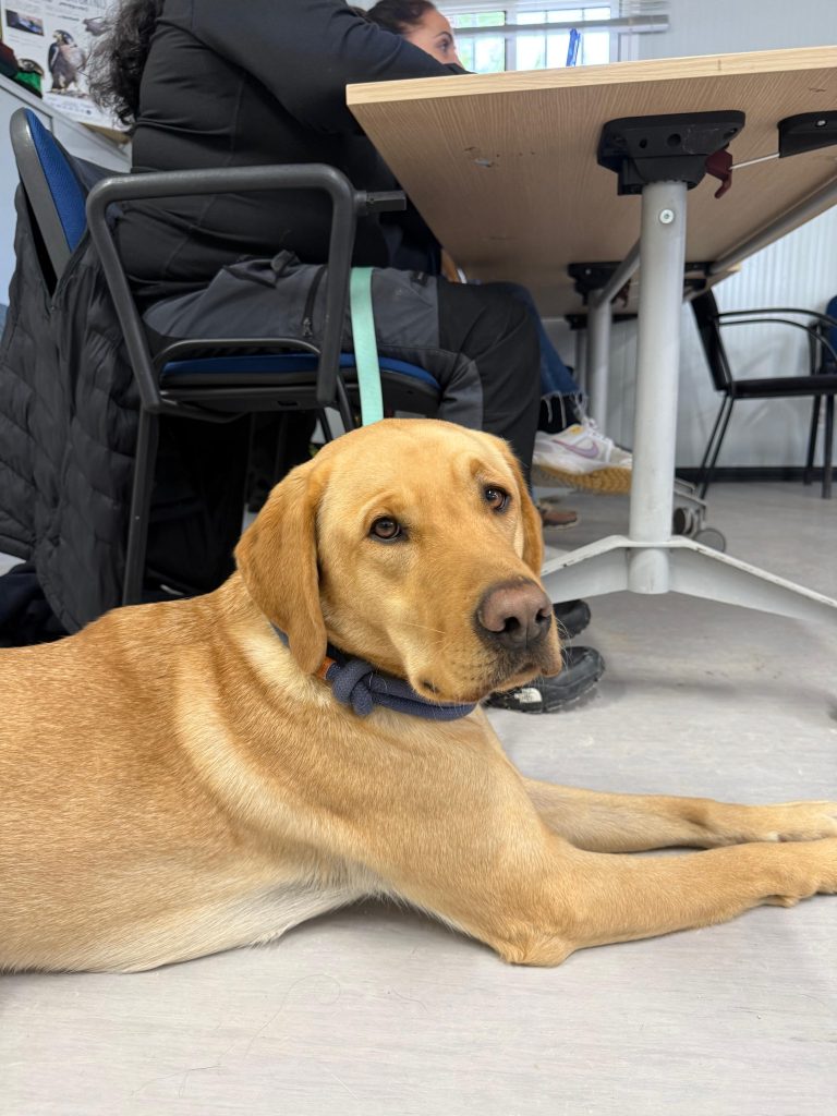 instrucción de perros de asistencia (5)