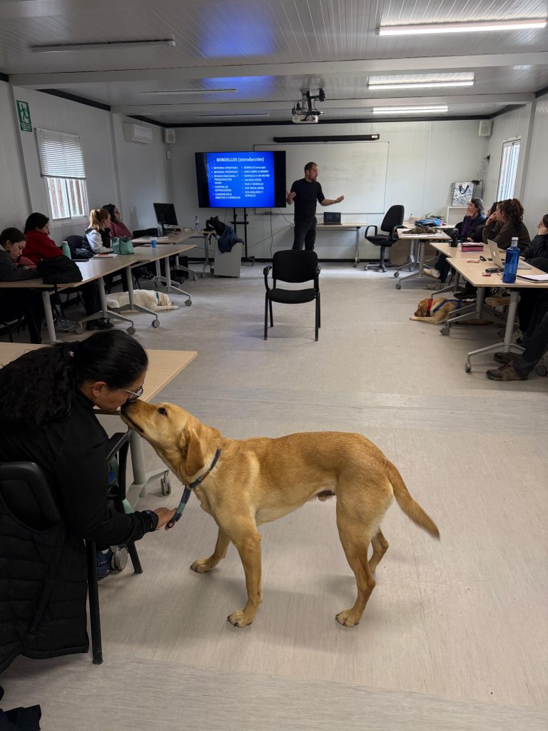 instrucción de perros de asistencia (6)